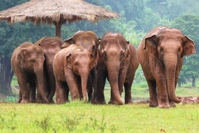 Day 3: Elephant Jungle Sanctuary Experience (B, L) – Join-in Tour