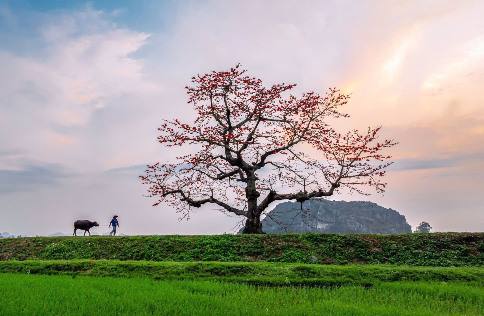 Vietnam Signature Package Tour 8 Days 7 Nights 8